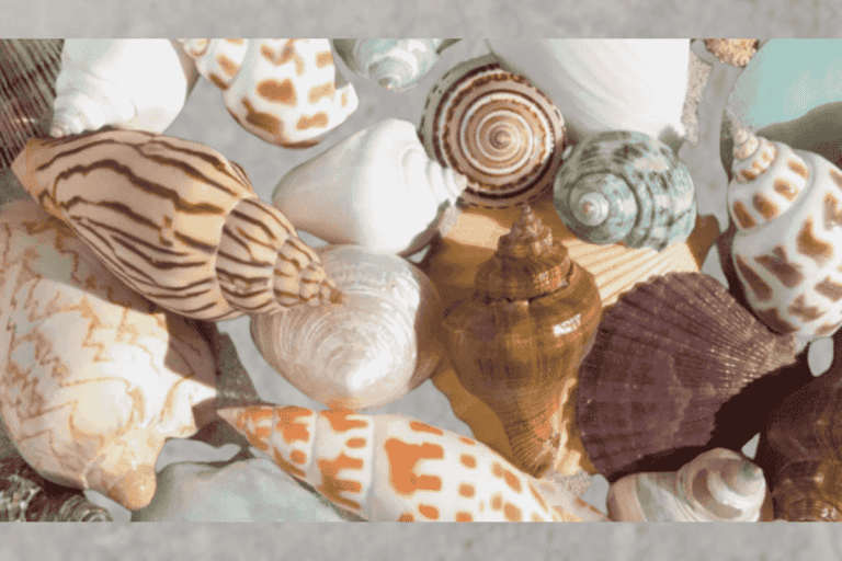 The Most Valuable Seashells (Rarest Sold For $8,000+)