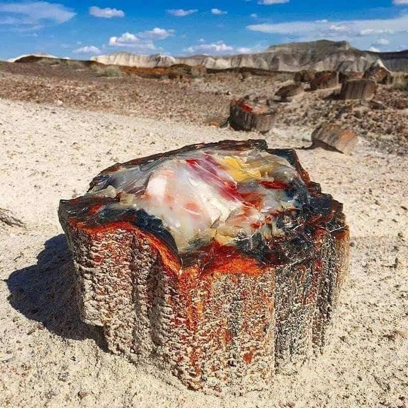 Is Petrified Wood Really Worth Anything - Arizona Petrified Wood