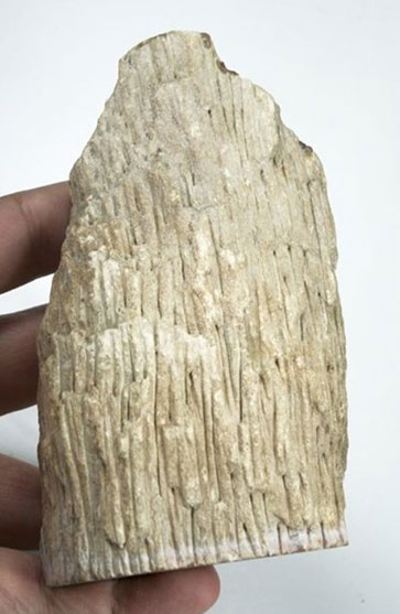 Is Petrified Wood Really Worth Anything - Petrified Palm Wood