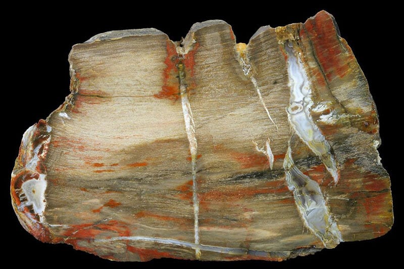 Is Petrified Wood Really Worth Anything - Texas Petrified Wood