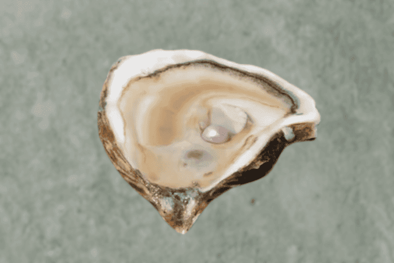 How Much Are Pearls Worth? A Detailed Guide to Pearl Value and Pricing